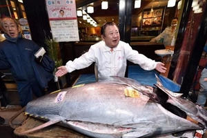 Cá ngừ 1,8 triệu USD được bán trong phiên đấu giá đầu năm mới ở Nhật