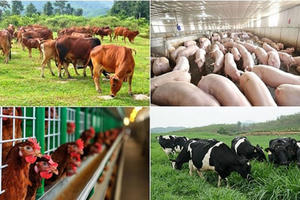Lợi nhuận doanh nghiệp chăn nuôi tăng bằng lần, Dabaco và BAF dẫn đầu đà tăng trưởng