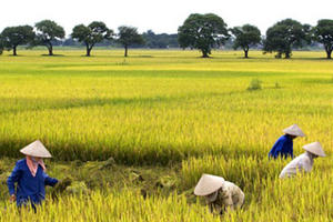 Mô hình cánh đồng lớn ở Đồng bằng Sông Cửu Long ngày một… ‘lụi tàn’!