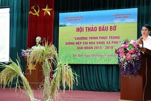 Sóc Sơn: Thành công bước đầu từ chương trình Phục tráng giống lúa nếp cái hoa vàng