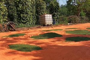 Cảnh báo 'cơn sốt' hồ tiêu