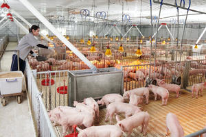 Nông nghiệp Hòa Phát (HPA) IPO: Lãnh đạo thế chấp gần 1.600 tỷ đồng cổ phiếu HPG