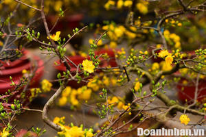 Sức mua giảm, thị trường cây cảnh Tết ở Hà Nội ảm đạm những ngày giáp Tết