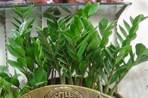 Trồng ngay 8 loại cây cảnh phong thủy này để “hút” tài lộc trong dịp đầu năm mới