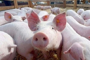 Lần đầu tiên Việt Nam đồng ý cho nhập lợn nguyên con để ổn định giá thịt