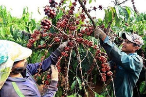 Cà phê nhường bước hồ tiêu