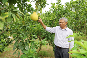 Bưởi Diễn Đức Hậu - Lưu Quang: “Nức tiếng” nhờ bàn tay “chăm bẵm” của nhà nông yêu nghề
