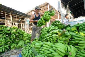 Rau quả vào thị trường Trung Quốc gặp khó khăn kép