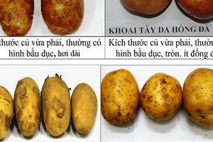 Bộ Công thương lên tiếng về nông sản “đội lốt” hàng Việt