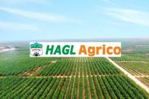 Lỗ luỹ kế chạm mốc gần 9.500 tỷ đồng, HAGL Agrico (HNG) tiếp tục báo lỗ 84 tỷ quý I/2025