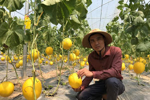 Bỏ việc lương nghìn đô về trồng dưa công nghệ Israel