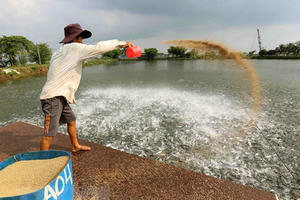Nông dân nếm "trái đắng" do đua nhau nuôi cá tra giống tự phát