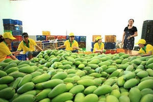 Thương hiệu nổi tiếng Việt Nam bị đăng ký trước ở Mỹ