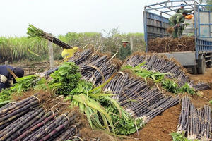 Giá bán sụt giảm và đường lậu 'ghìm' lợi nhuận ngành đường, QNS và SBT ghi nhận kết quả kinh doanh thấp kỷ lục