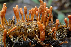 Chuyên gia: Đa số đông trùng hạ thảo trên thị trường là hàng 'dởm'