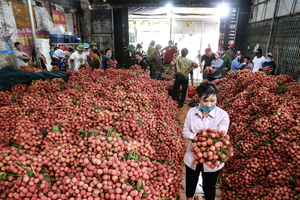 Vải thiều Lục Ngạn được Nhật Bản cấp bằng bảo hộ chỉ dẫn địa lý