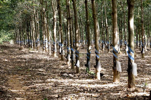 Công ty cao su từng chi cả trăm tỷ đồng mua lỗ cổ phiếu HNG để "giải cứu" bầu Đức giờ làm ăn ra sao?