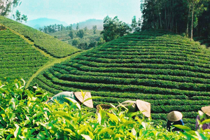 Chè Hoài Trung: Chắt chiu vị ngọt cho đời