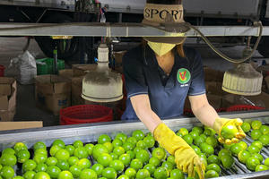 Xuất khẩu rau quả năm 2025 đạt kỷ lục 8,5 tỷ USD, cao nhất từ trước đến nay