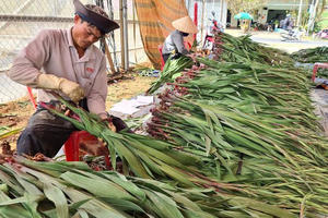 Giải cứu hoa tết Đà Lạt giữa mùa dịch Covid-19