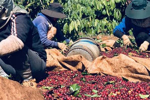 Giá cà phê bừng tỉnh