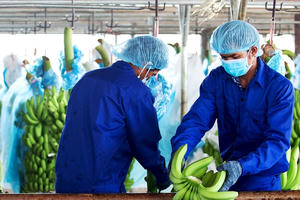 HAGL bán 47,5 triệu cổ phiếu HNG để trả nợ ngân hàng