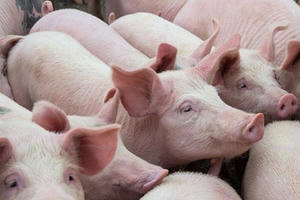 Dự kiến nhập 10.000 lợn ông bà cụ kỵ về Việt Nam để tái đàn