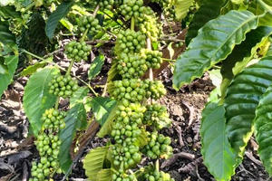 Xuất khẩu cà phê dự báo kỷ lục mới