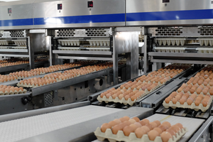 Hòa Phát bán hơn 1 triệu quả trứng mỗi ngày