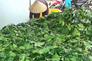 Cà Mau kiểm tra thương lái mua cá lìm kìm gai và lá nhàu bất thường