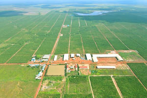 Lỗ sau soát xét của HAGL Agrico tăng thêm 61 tỷ, kiểm toán nghi ngờ khả năng hoạt động liên tục