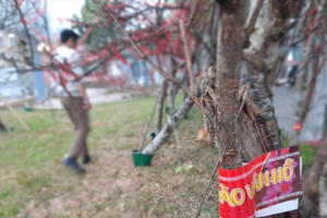 Đào "dán tem" nhộn nhịp xuống phố