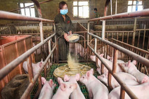 Công ty thịt lợn Dabaco có thể đạt lợi nhuận gần 1.000 tỷ đồng