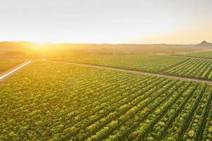 Suốt 15 năm kiên trì trồng duy nhất 1 loại cây, 2 công ty này sắp kiếm cả tấn tiền nhờ bán giá đắt gấp 5 lần bạc