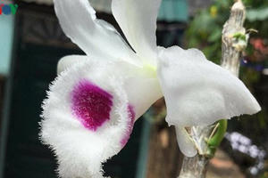 “Những giò lan đột biến giá tiền tỷ là thật chứ không ảo“