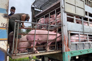 Heo thịt Thái Lan từng không cạnh tranh được với heo Việt, phải bán lỗ vốn