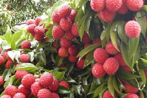 Vải thiều Việt Nam suýt lỡ hẹn xuất sang Nhật