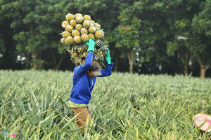 Nông sản Việt bại trận vì chi phí logistics