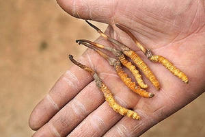 Thần dược 2 tỷ đồng/kg: Sự thật 'cú lừa thế kỷ' khiến đại gia ngã ngửa