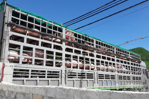 Lợn giống nhập khẩu từ Thái Lan tăng gấp hơn 32 lần vì giá rẻ