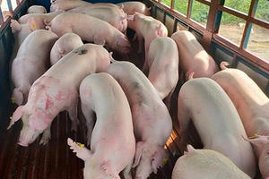 Thái Lan muốn tăng số doanh nghiệp được xuất khẩu lợn vào Việt Nam