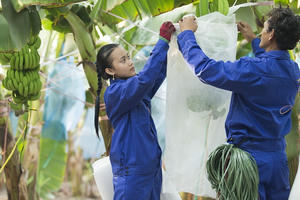 HAGL Agrico (HNG) lỗ hơn 3.500 tỷ đồng trong năm 2022