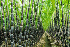 Ngành mía đường quý 1/2025: Lợi nhuận phân hóa mạnh, tồn kho cao kỷ lục gây áp lực lớn