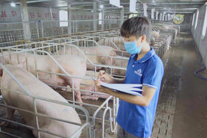 Lợi nhuận mảng nông nghiệp của Tập đoàn Hòa Phát (HPG) quý III/2024 tăng 80% so với cùng kỳ 