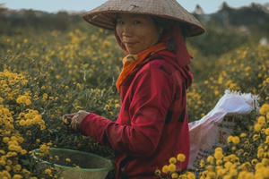 Tìm về làng trồng dược liệu “tiến vua” nức tiếng