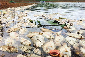 Kon Tum: Cá lồng chết nổi trắng xóa trên lòng hồ thủy điện Plei Krông