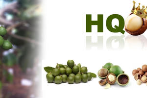 Doanh nghiệp Mắc ca của cựu chủ tịch LPBank giảm 90% vốn điều lệ