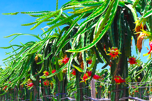 Chịu ảnh hưởng từ đại dịch Covid-19, HAGL Agrico (HNG) lỗ ròng 129 tỷ đồng quý II/2021