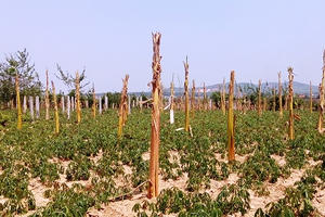 Cây cối “mọc” lên chờ đền bù trên dự án đường tránh thành phố Kon Tum