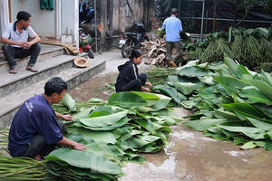 Những ngày bận rộn nhất trong năm của làng lá dong Tràng Cát